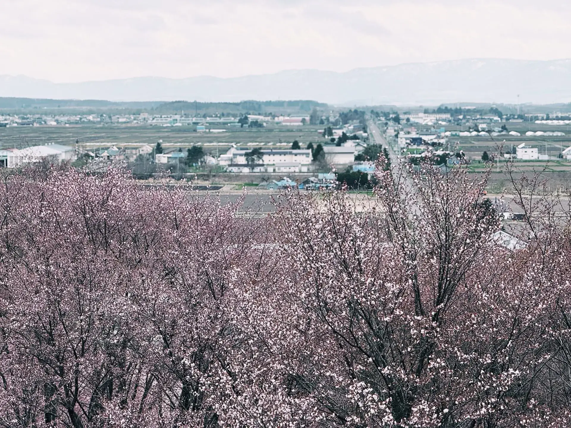 春（4月〜6月）