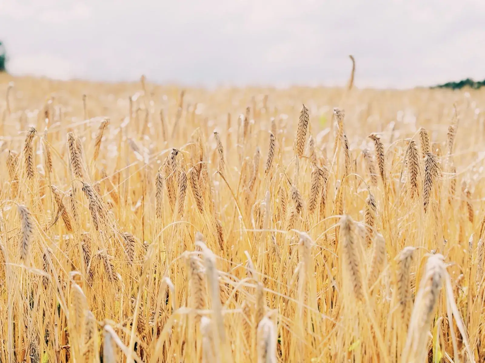 麦芽・粉砕・高比重麦汁